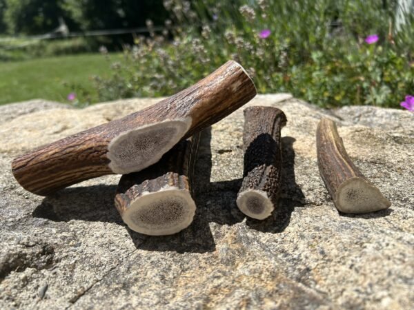 Bois de cerf