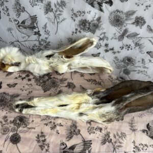 Oreilles de lapin
