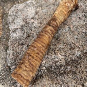 Trachée de bœuf XL